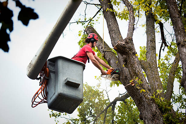 Best Hazardous Tree Removal  in Hopelawn, NJ